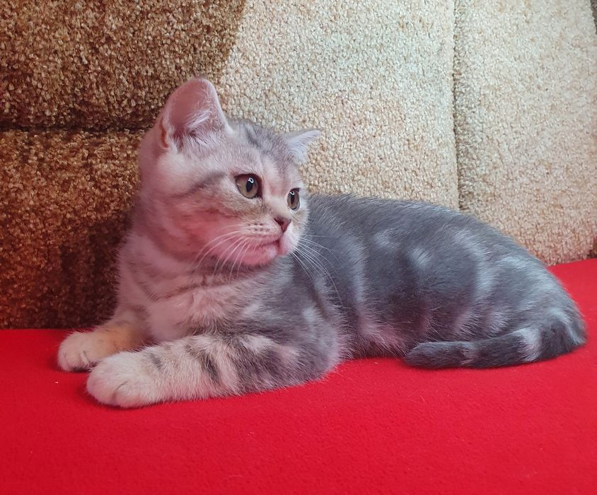 Котик вакцинований, вихований