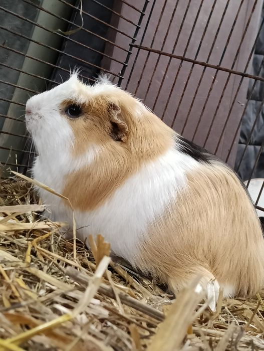 Świnka  morska +domek gratis