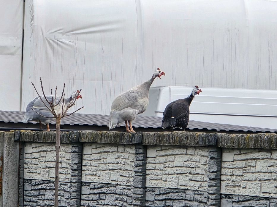 Perliczki roczne samce w różnych kolorach