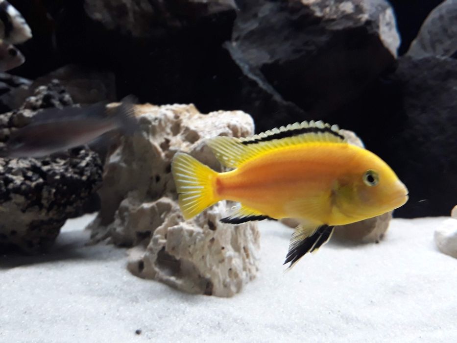 Crias Caeruleus Ciclideo