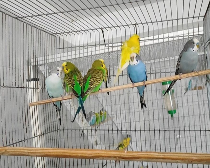 Periquitos ELVAS