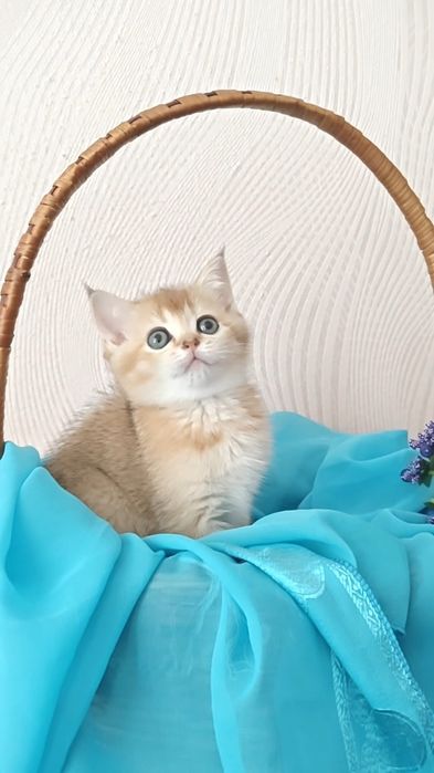 Девочка и мальчик золотые шиншиллы