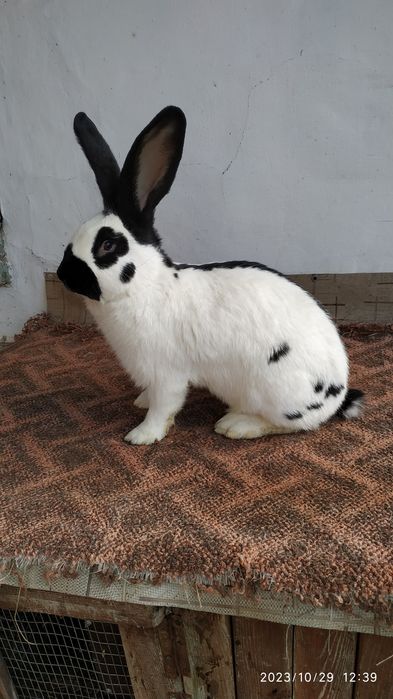 Строкач.НСВ.Підбір пар,відправка по Україні.