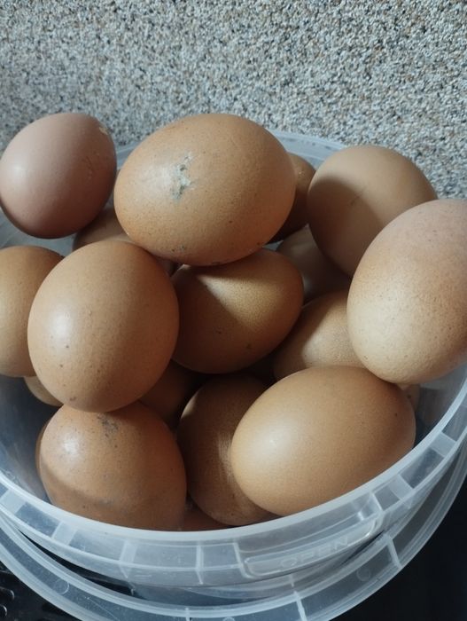 Продам домашні курячі яйця, оптом від 150 шт дешевше відам