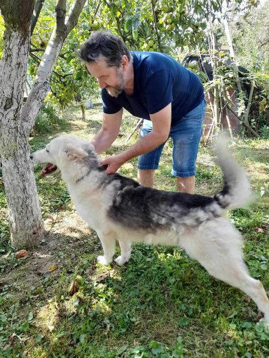 Собаку віддам в добрі руки. Метис білої вівчарки і лайки, 3 р кобель.