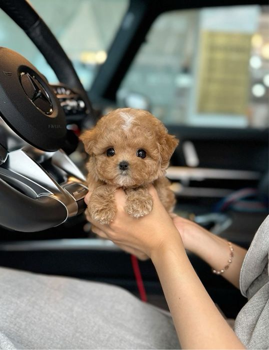 F2 Мальтипу мініки