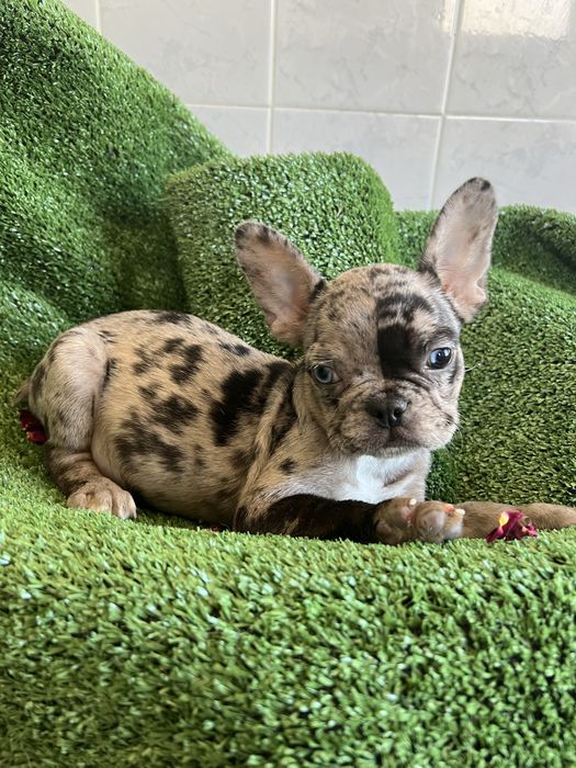 Bulldog frances mini femea merle olho azul e preto