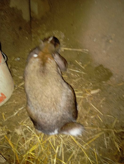 Sprzedam samice baran francuski Madagaskar