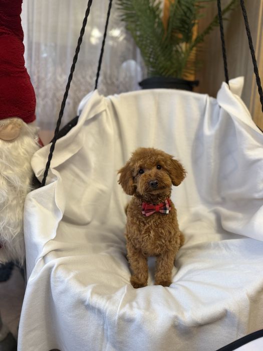 Pudel miniaturowy mini pies samiec chłopiec red rudy czerwony