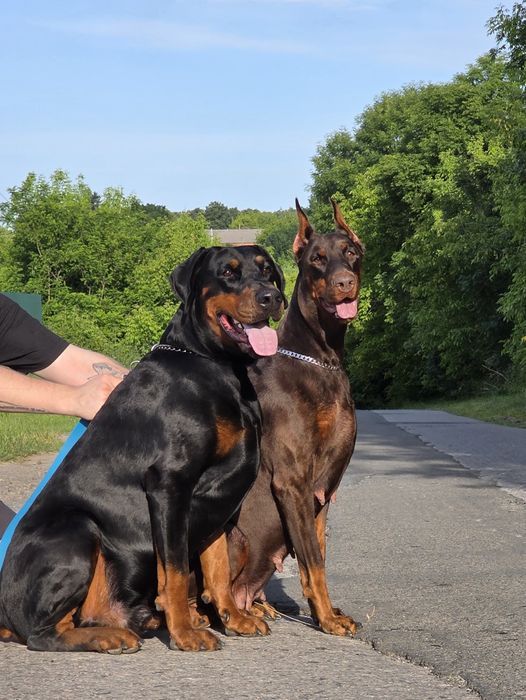 Доберман КСУ/FCI