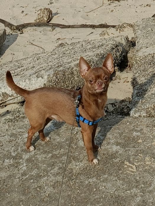 В'язка ,самець ,чіхуахуа