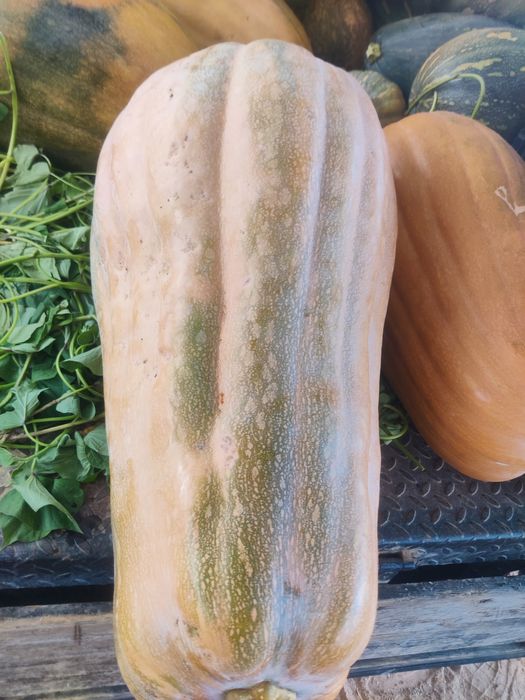 Abóbora meninas avulso