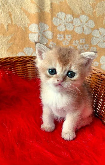 Шотландские котята (ЗОЛОТАЯ ШИНШИЛЛА)