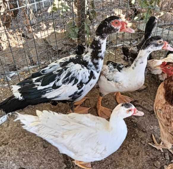 Venda de galinhas/patos/cabras anãs