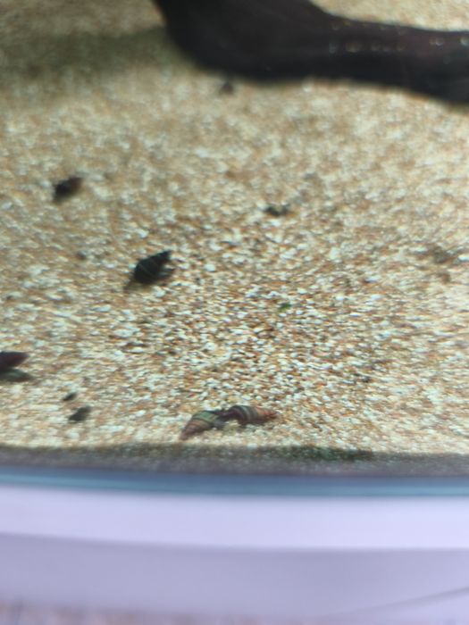 Caracóis Clea Helena