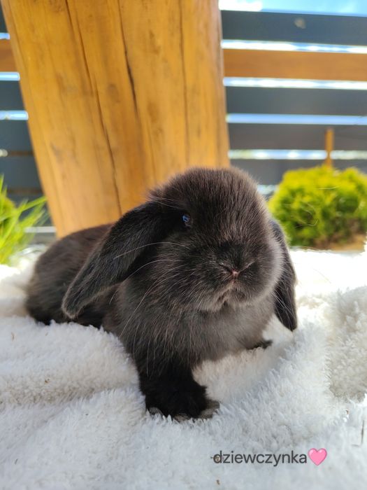 Mini Lop z metryka królik miniaturka domowy