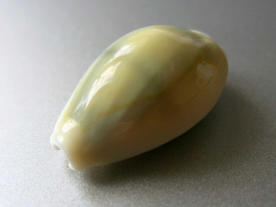 Muszla morska, porcelanka - Monetaria (Cypraea) moneta icterina / 22mm
