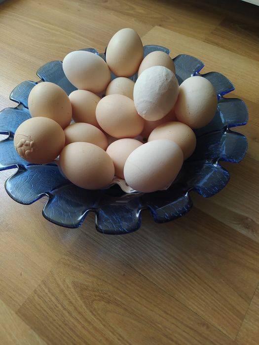 Sprzedam jaka z wolnego wybiegu