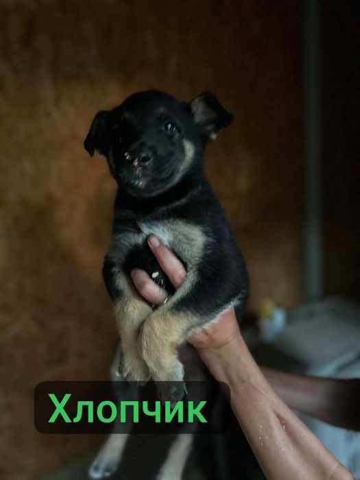 Цуценята  шукають  родину