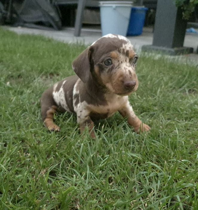 Jamnik standardowy krótkowłosy suczka red merle