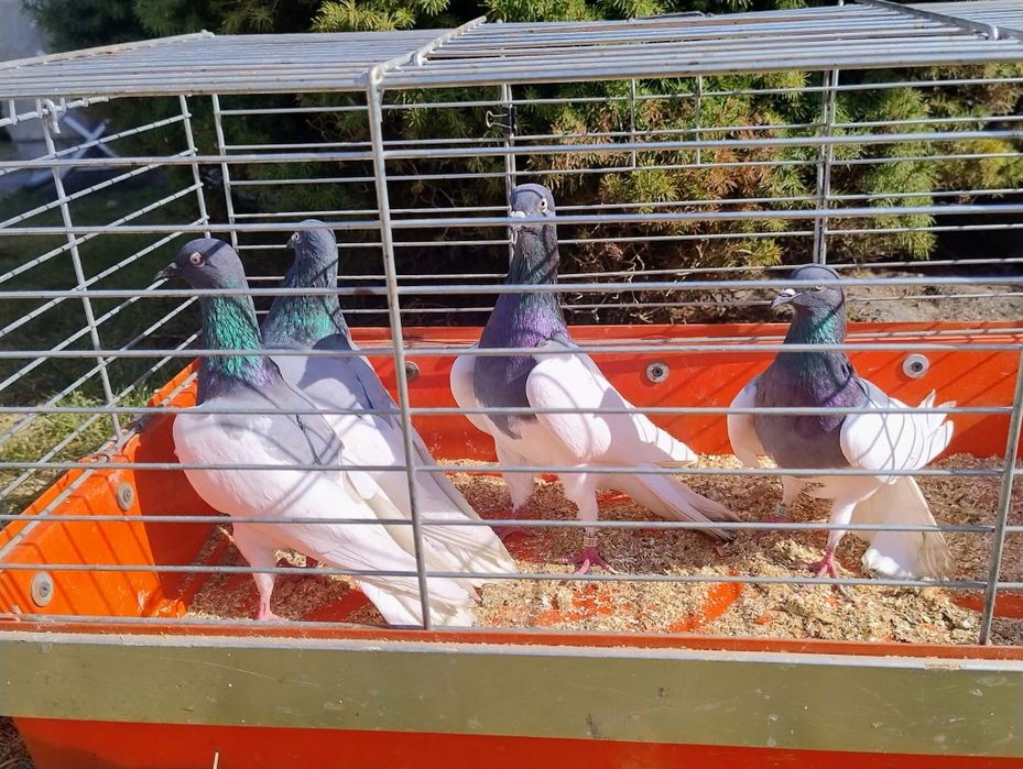 Gołębie murzyny siwe, budapeszty, teplery, pawiki