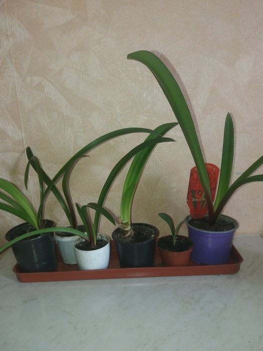 Цветы гиппеаструм «Royal Red»