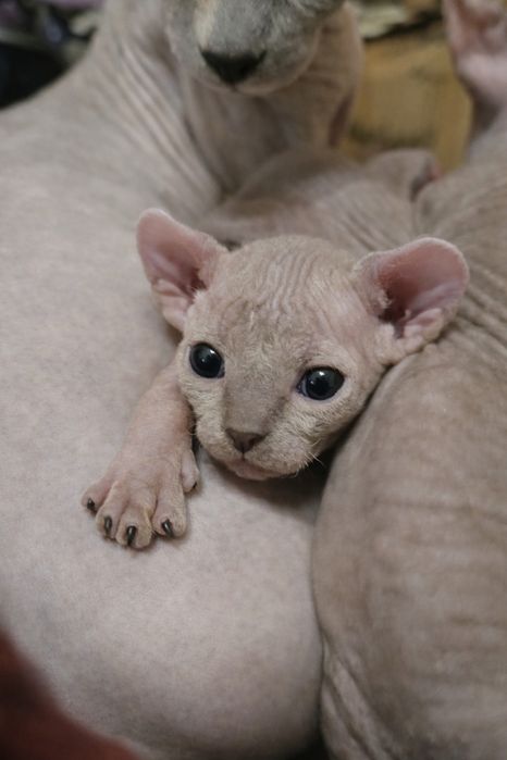 Котята канадский сфинкс. Эльфы
