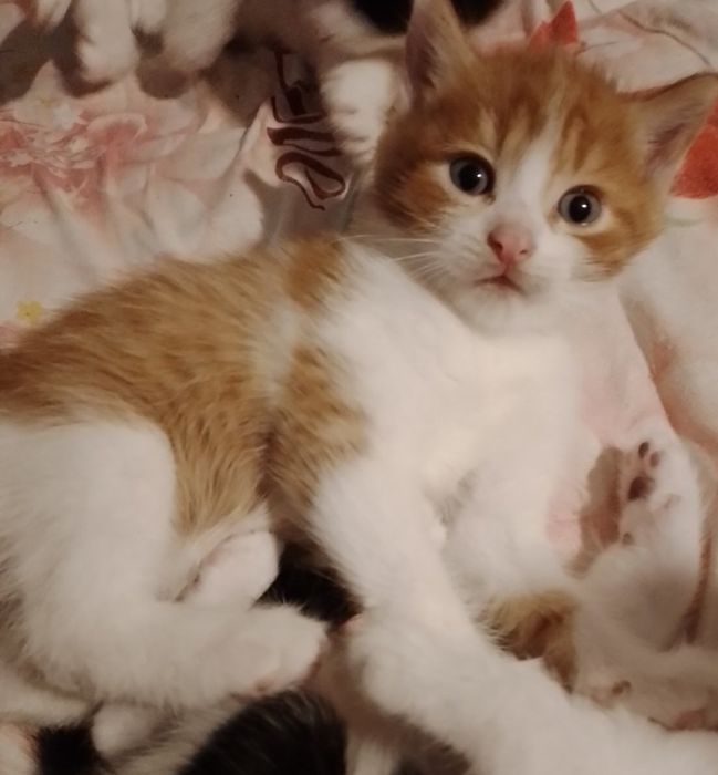 КОТЯТА МЕТИСЫ  в добрые руки