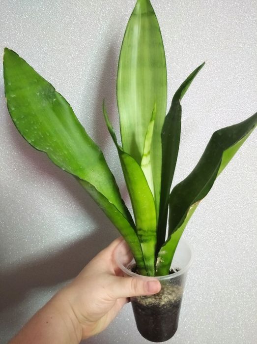 Сансев'єрії Муншайн