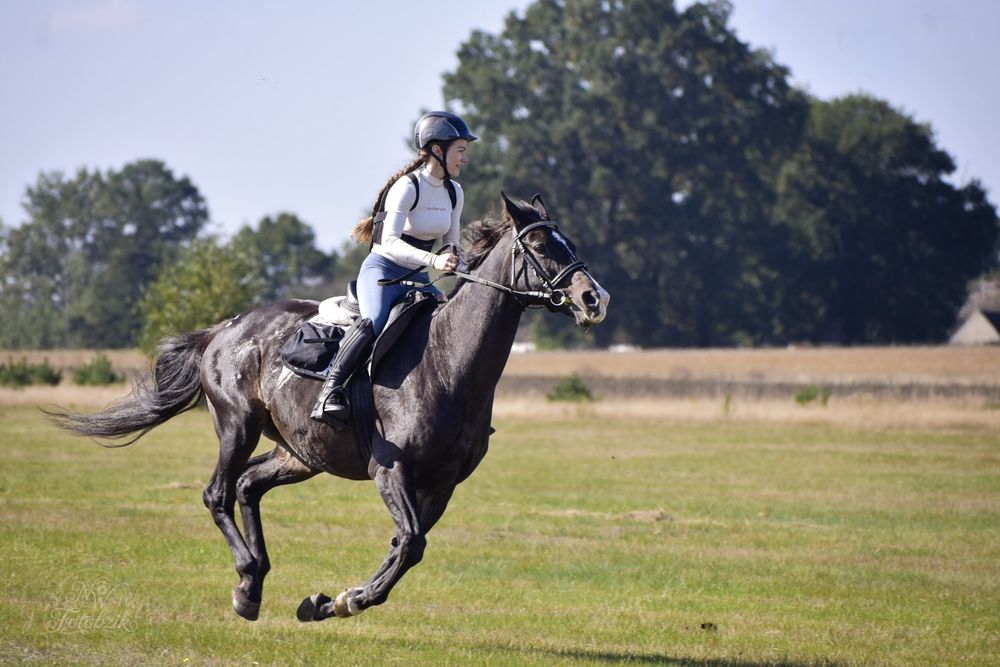 Sprzedam klacz 165cm