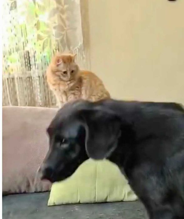 BALBINKA 11 kg  może mieszkać z KOTEM uratowana w Bułgarii