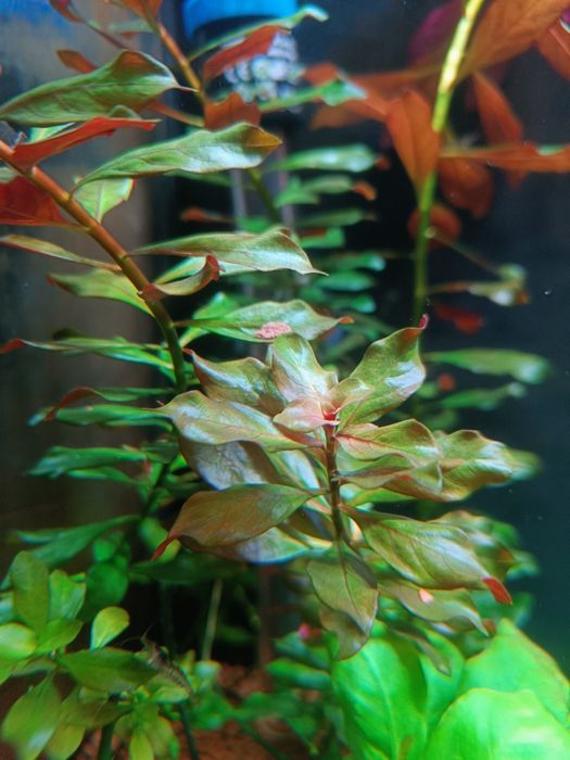 Planta aquática Ludwigia repens