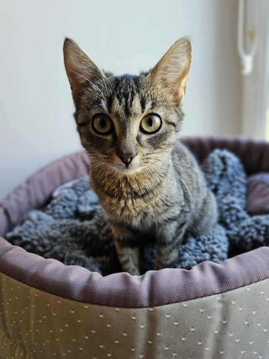 Abi z Fundacji Miasto Kotów