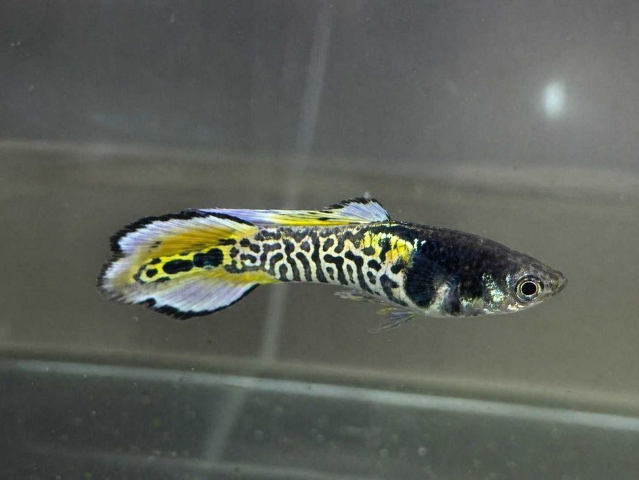 Gupik Endlera odmiana TIGER YELLOW