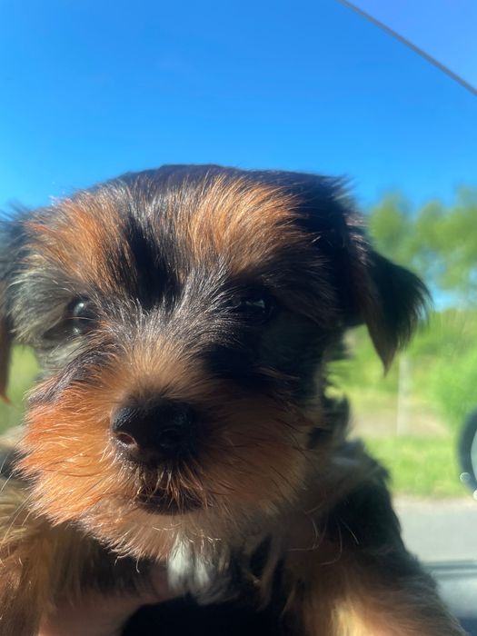 York yorkshire terrier suczka pies dwa szczepienia