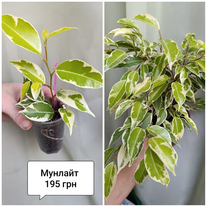 Фікус Бенжаміна. Наомі Голд, Мунлайт
