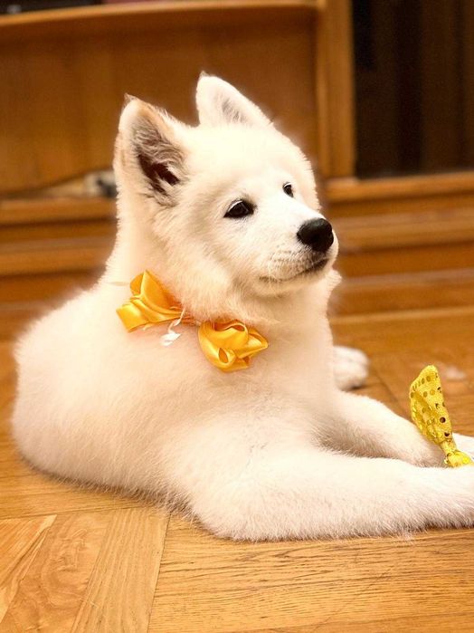 SAMOYED szczeniak suczka ZKwP