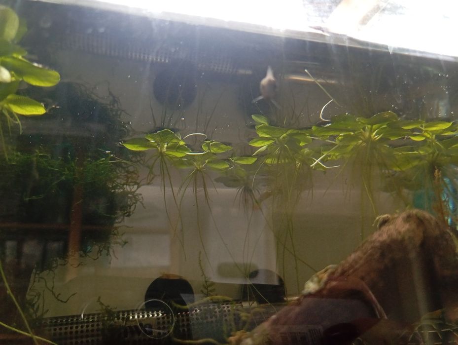 Amazon frogbit planta aquática