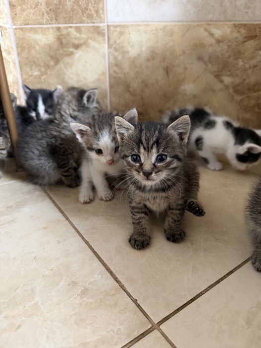 11 kociaków szuka kochających domków