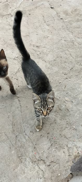 Котик сірий простий шукає родину. Безкоштовно.