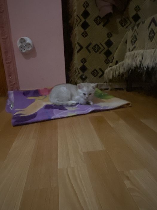 Прямовухий британець