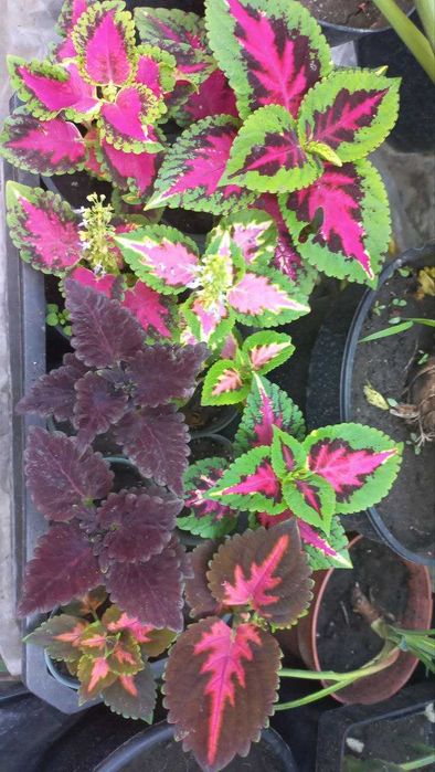 Продам гибискус,розмарин,розы,колеус,хризантемы,жакаранду,авокадо и др