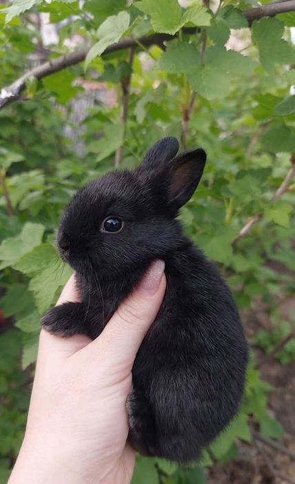Нідерландський  міні кролик