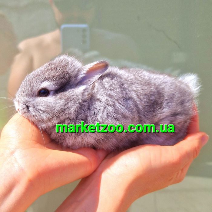 мини мiнi кролик карликовые карликовi кролики львиная голова левова
