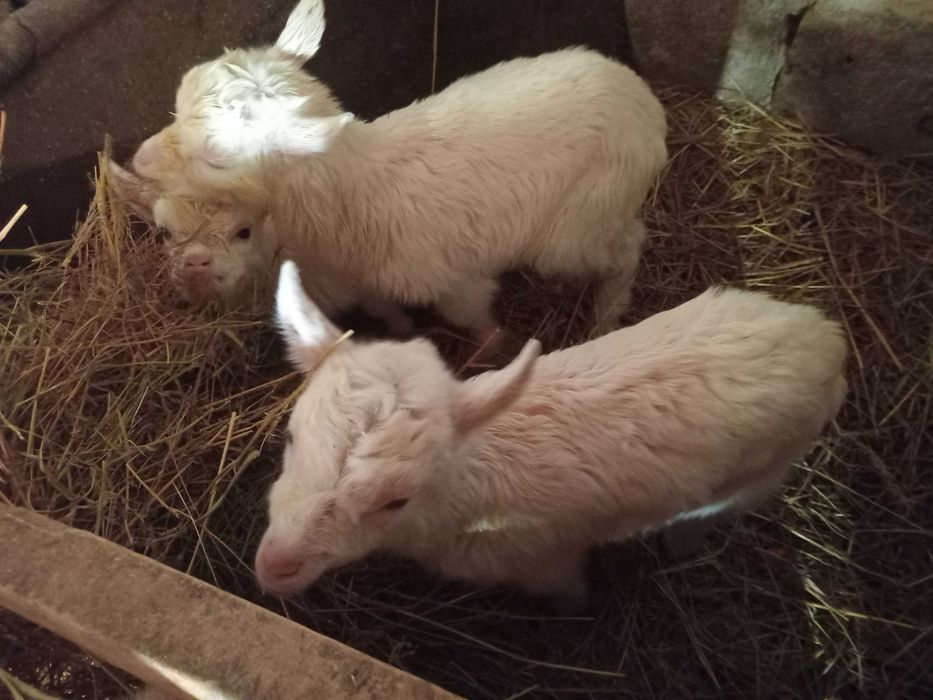 Продаються козенята від молочних кіз