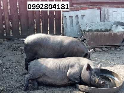 Вьетнамские свинки+свинина