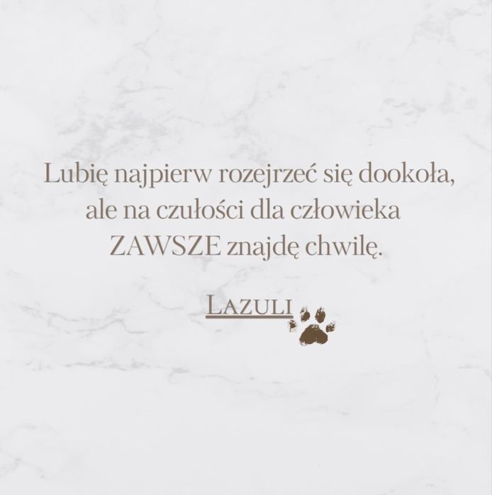 Chart angielski Whippet Samiec ZKWP/FCI