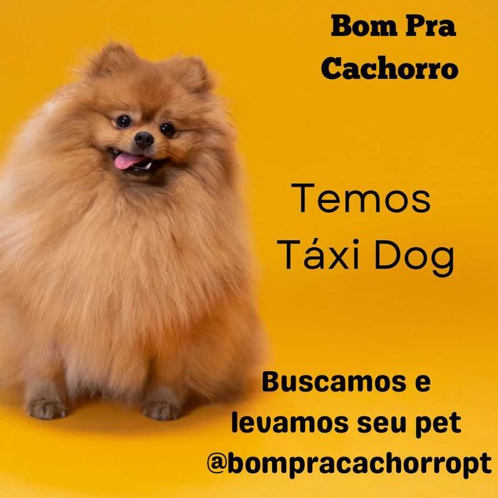 Pet setting, dog walking, day care, Hospedagem cães e passeios