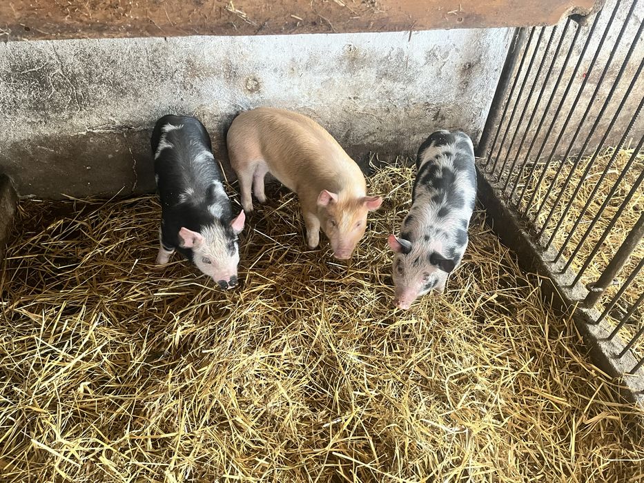 Sprzedam prosiaki,prosięta