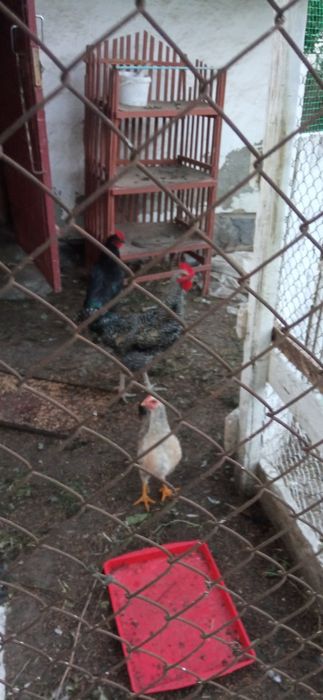 Півні  несуча порода